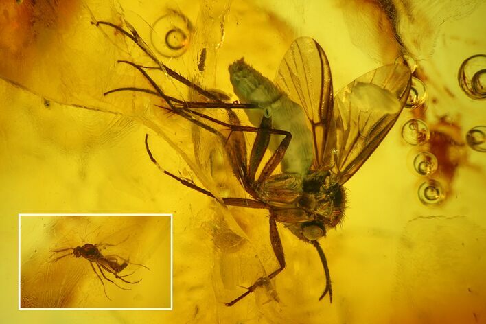 Two Fossil Flies (Diptera) In Baltic Amber - One Huge Fly #200111